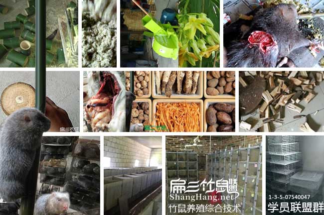 竹鼠聯(lián)盟學員微信群