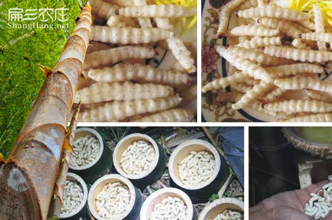 福建竹蟲(chóng)養(yǎng)殖技術(shù)培訓(xùn)基地