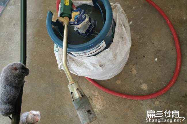 懷化竹鼠養(yǎng)殖技術