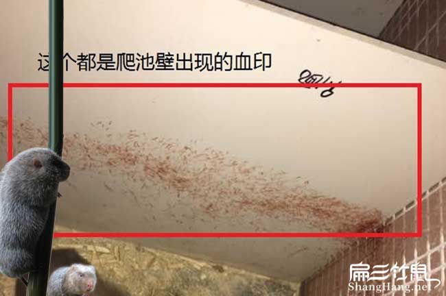 贛州竹鼠種苗批發(fā)