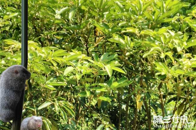 洞口竹鼠養(yǎng)殖