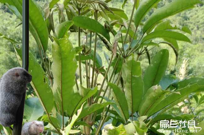 廈門竹鼠鴨腳木