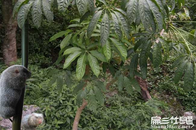 平陽竹鼠養(yǎng)殖