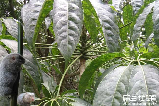 廣東清遠竹鼠批發(fā)