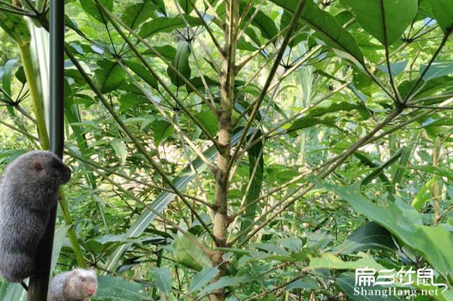 瑞金鴨腳木種植