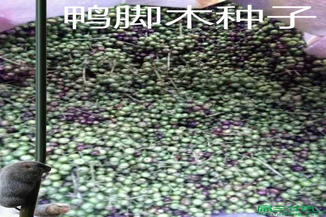 竹鼠吃的鴨腳木種子