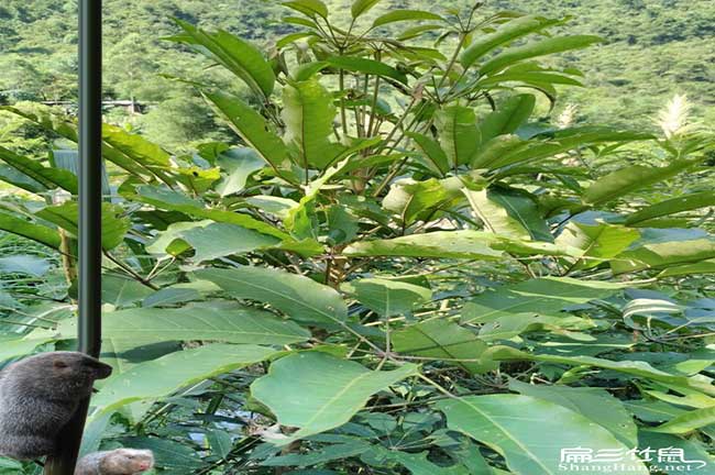 湖南竹鼠鴨腳木