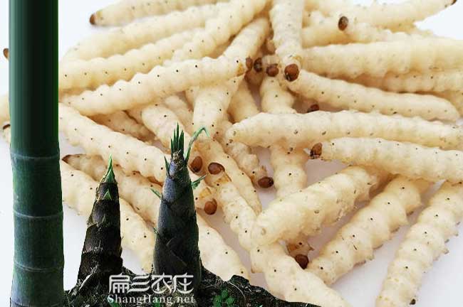 竹蜂養(yǎng)殖技術(shù)