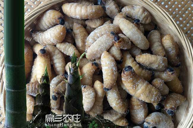 懷化竹蟲養(yǎng)殖技術