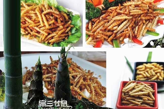 云南竹蟲(chóng)養(yǎng)殖技術(shù)基地