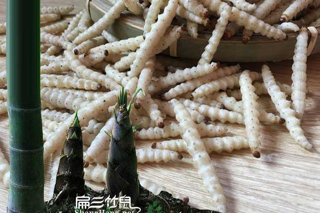 貴州竹蟲(chóng)養(yǎng)殖基地