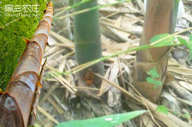 攀枝花竹蟲養(yǎng)殖技術(shù)