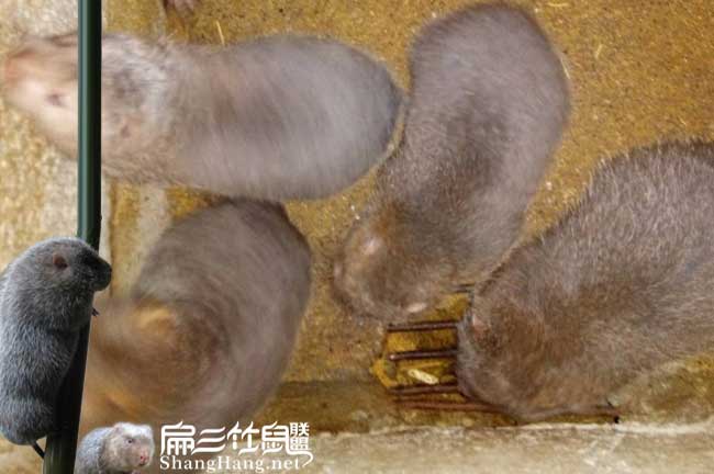 攀枝花竹鼠養(yǎng)殖基地