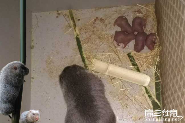 隆回竹鼠養(yǎng)殖