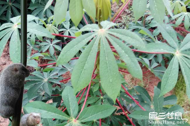 尋烏竹鼠養(yǎng)殖