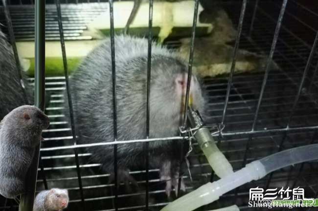 福建竹鼠養(yǎng)殖銷(xiāo)售