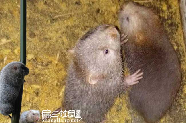 榮縣竹鼠種苗批發(fā)