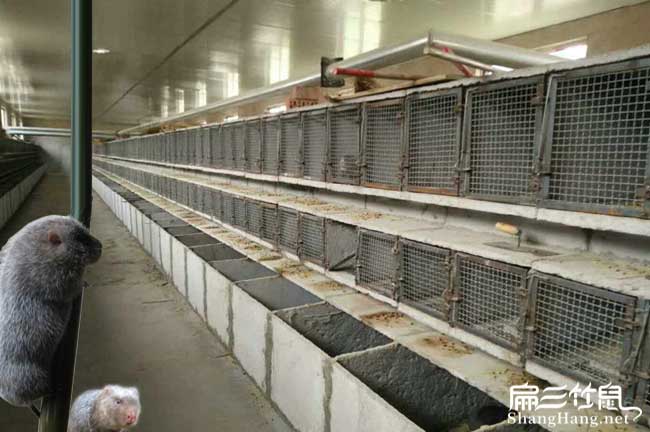 長沙竹鼠養(yǎng)殖