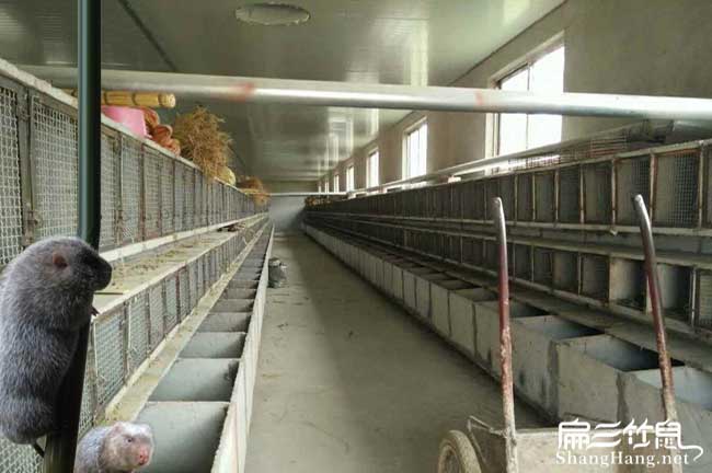 邵陽(yáng)竹鼠養(yǎng)殖基地