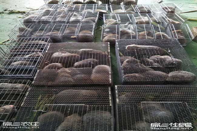 河南竹鼠養(yǎng)殖基地