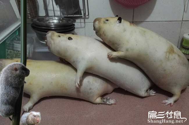 三明竹鼠養(yǎng)殖