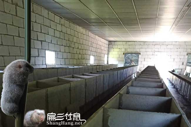 許昌竹鼠養(yǎng)殖平頂山基地 信陽(yáng)300對(duì)豚鼠野兔種苗價(jià)格