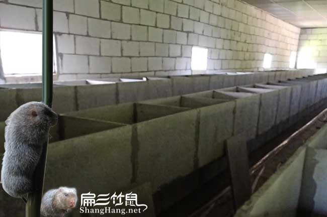 成都大型竹鼠養(yǎng)殖基地