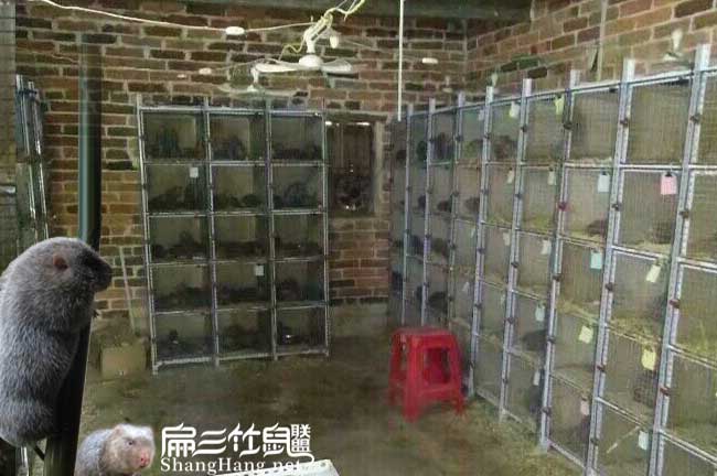 永定竹鼠種苗價(jià)格