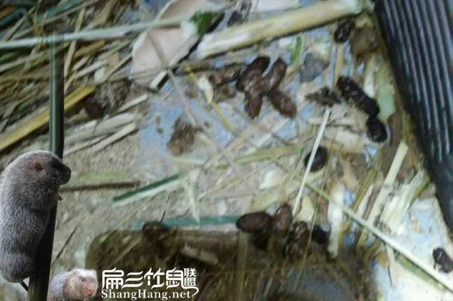 竹鼠大便發(fā)黑
