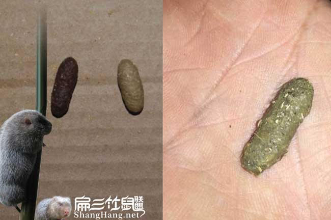 竹鼠大便發(fā)黃