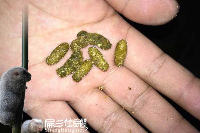 竹鼠大便發(fā)黃黑