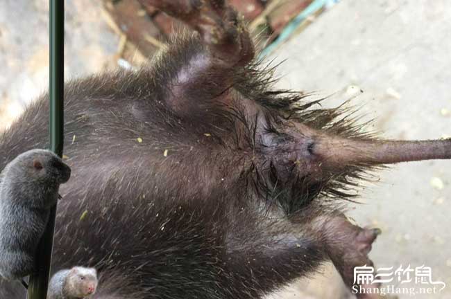 解決竹鼠大肚子