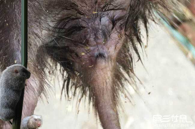 解決竹鼠尾巴濕濕的