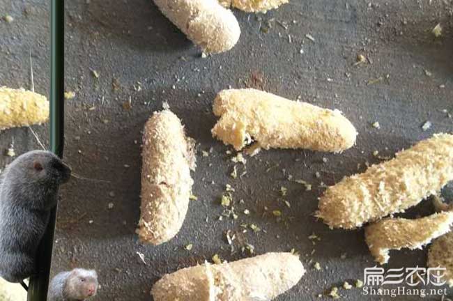 竹鼠腸炎的大便