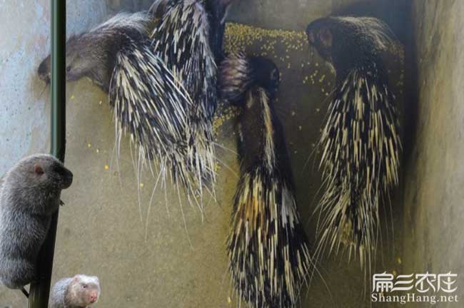 平南肉兔養(yǎng)殖