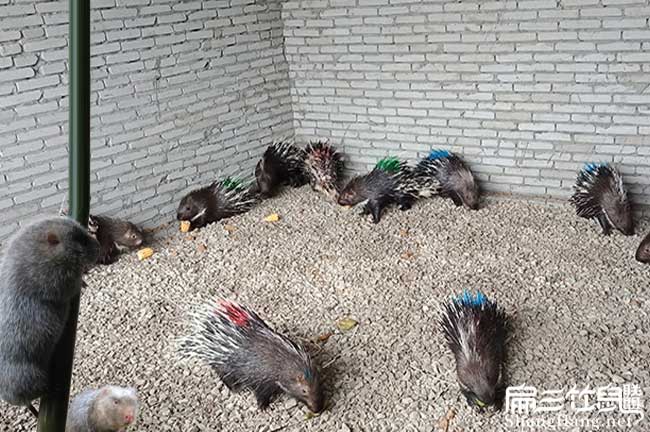 龍巖肉兔養(yǎng)殖技術培訓