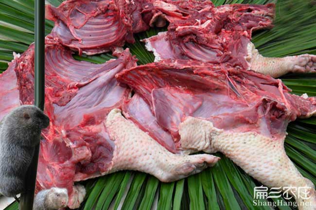 寧化肉兔種肉價格