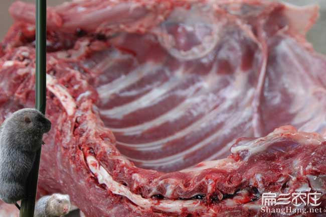 龍巖肉兔肉批發(fā)