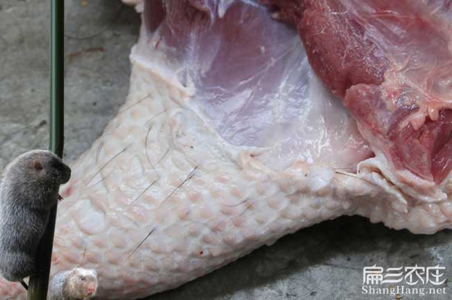 龍巖肉兔肉批發(fā)