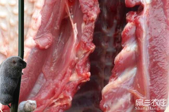 三明肉兔價(jià)錢