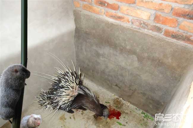 龍巖肉兔