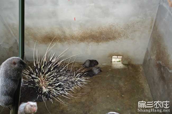 寧德肉兔價(jià)格