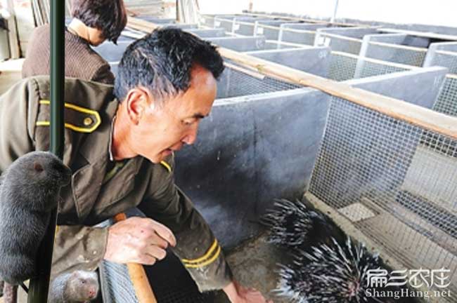 龍巖肉兔價(jià)格