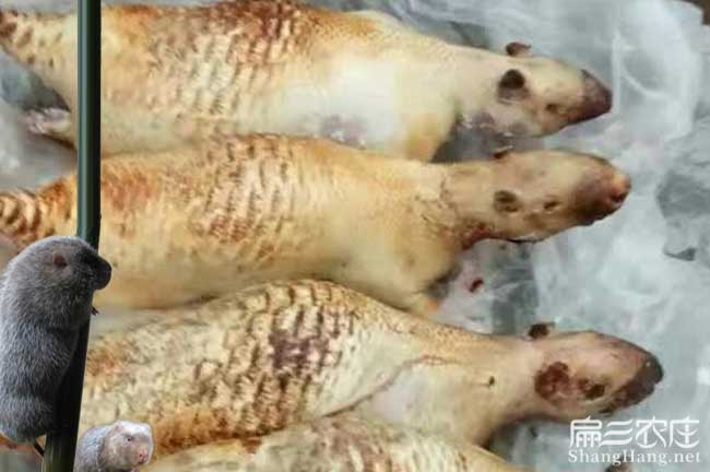 玉肉兔養(yǎng)殖基地