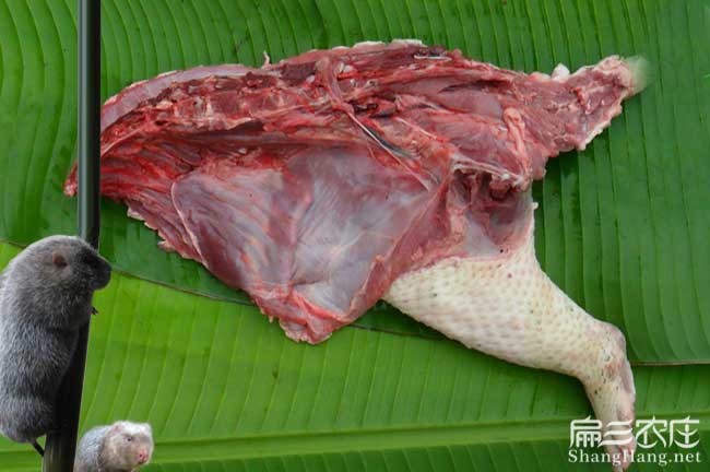 漳州肉兔養(yǎng)殖基地