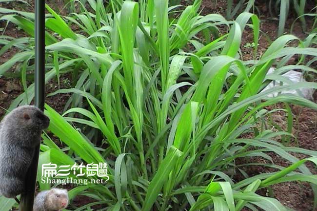 皇竹草種植技術(shù)