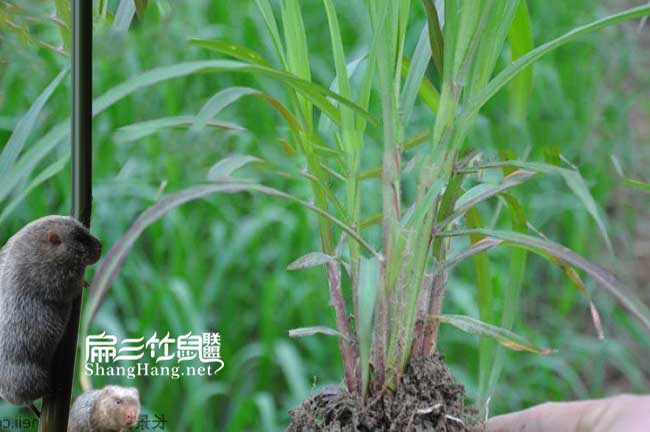 湖南皇竹草