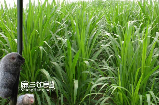 擔(dān)心沒(méi)有銷路竹鼠