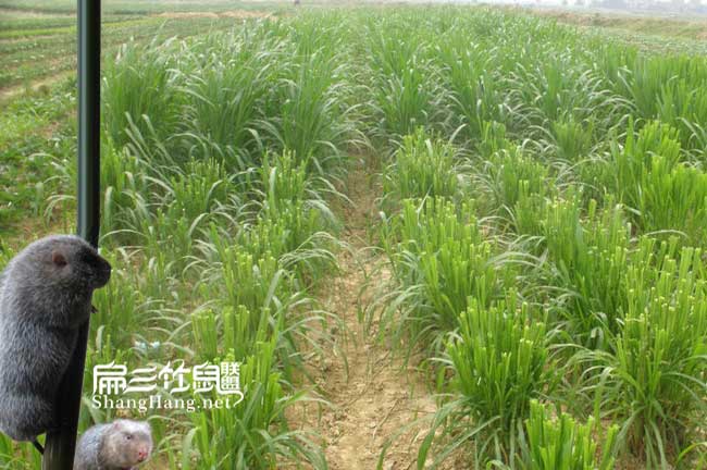 皇竹草種植時(shí)間