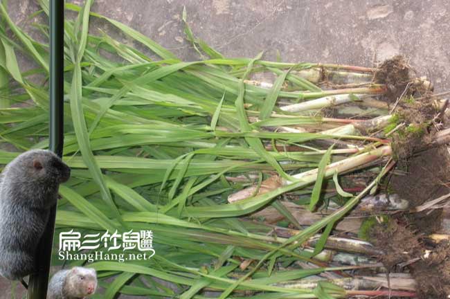 西雙版納竹鼠種苗批發(fā)價格